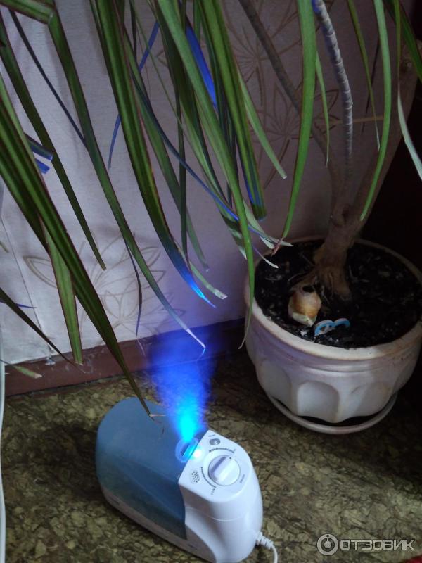 Comment humidifier l'air d'une pièce sans humidificateur: méthodes folkloriques