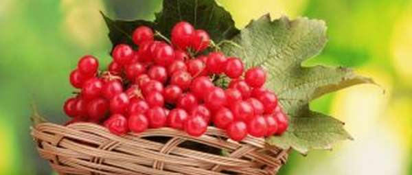 Erreur courante : pourquoi les bananes ne peuvent pas être conservées au réfrigérateur