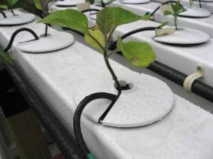 Conditions de serre: comment installer de vos propres mains un système d'irrigation automatique dans une serre