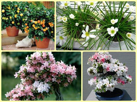 Est-il possible de garder des fleurs artificielles dans la maison