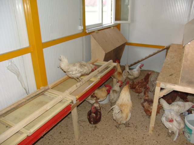 Sol dans le poulailler: que choisir, comment et comment isoler