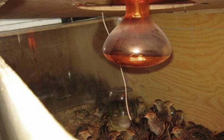 Appareils de chauffage pour chauffer les poulets dans les poulaillers