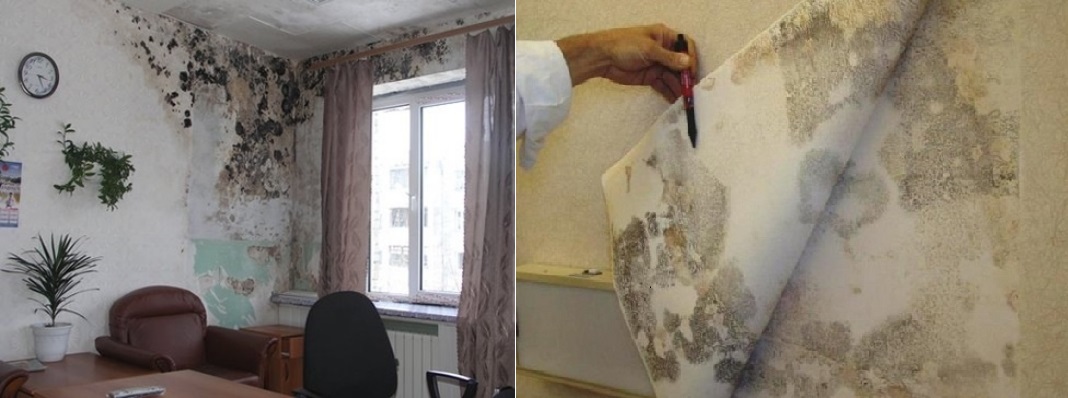 Moisissure noire : ce qui est dangereux pour la santé, comment s'en débarrasser (remède contre la moisissure noire)