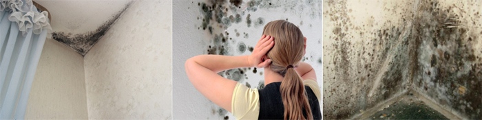 Quel est le danger de la moisissure noire dans la maison pour le corps humain et comment s'en débarrasser ?