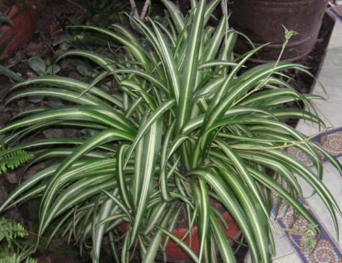 Construire une maison écologique de vos propres mains: principes et schémas technologiques