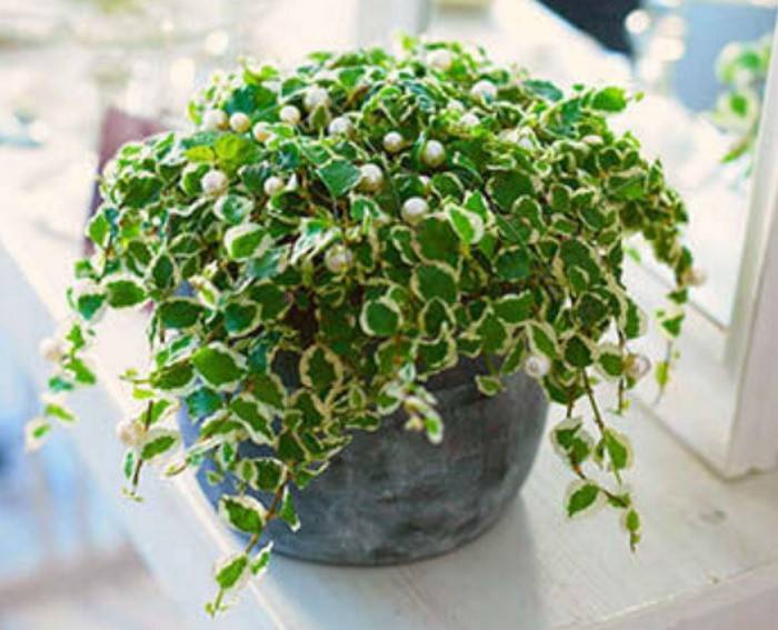 Ami ou ennemi dangereux : pourquoi le ficus ne doit pas être gardé à la maison