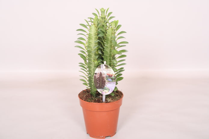 Pourquoi les violettes ne doivent pas être gardées à la maison : logique ou superstition ?