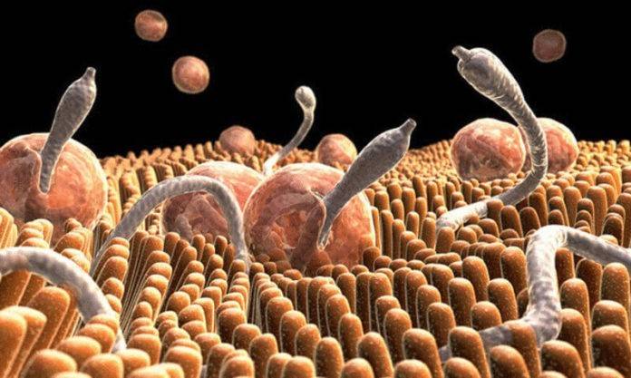 9 signes subtils que les parasites vivent en vous