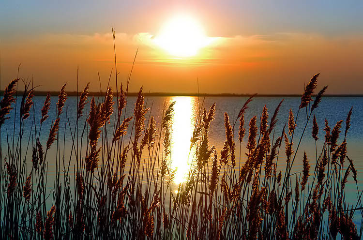Pourquoi vous ne pouvez pas garder les roseaux à la maison : signes et bon sens