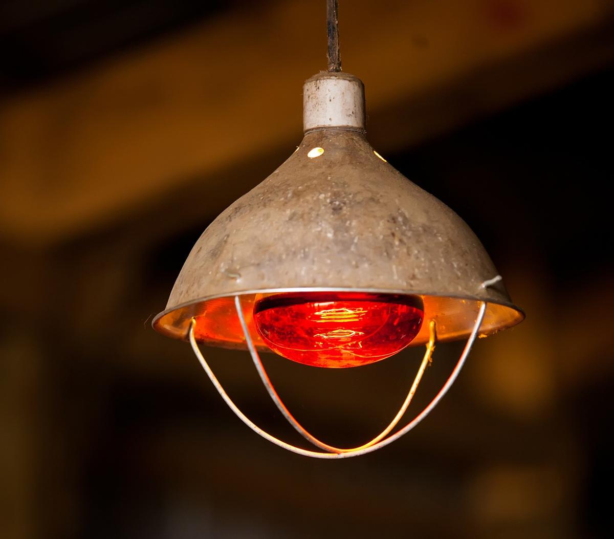 Lampes infrarouges pour chauffer le poulailler (chaleur): éclairage avec des lampes rouges, avec un relais temporisé, quelle puissance est nécessaire