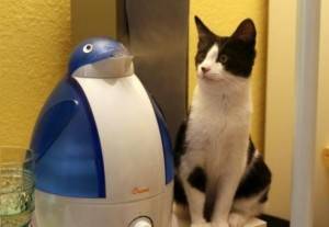 Humidificateurs silencieux pour la maison : classement TOP-10 des unités les plus silencieuses