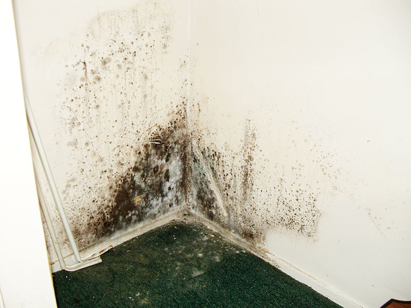 Quel est le danger de la moisissure noire dans la maison: l'impact sur la santé de l'enfant