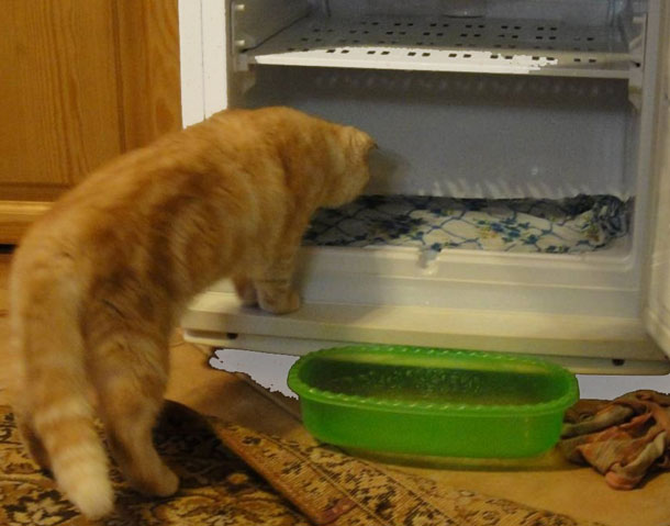 Comment dégivrer le réfrigérateur rapidement et correctement : instructions étape par étape