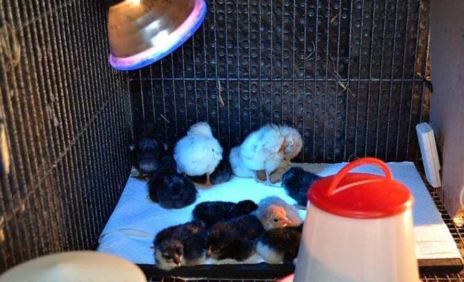 Appareils de chauffage pour chauffer les poulets dans les poulaillers