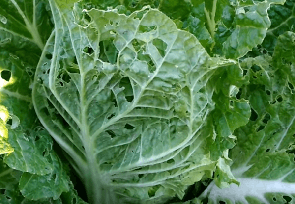 9 façons d'utiliser l'ammoniac pour faciliter le nettoyage