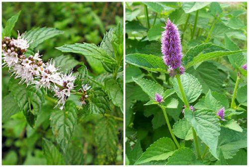 4 conseils pour utiliser la menthe pour garder votre maison fraîche