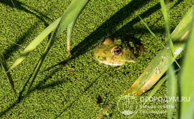 Nettoyage de puits à faire soi-même : aperçu des causes courantes de colmatage et des meilleures techniques de nettoyage