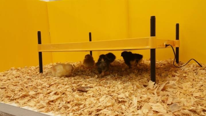 Appareils de chauffage pour chauffer les poulets dans les poulaillers