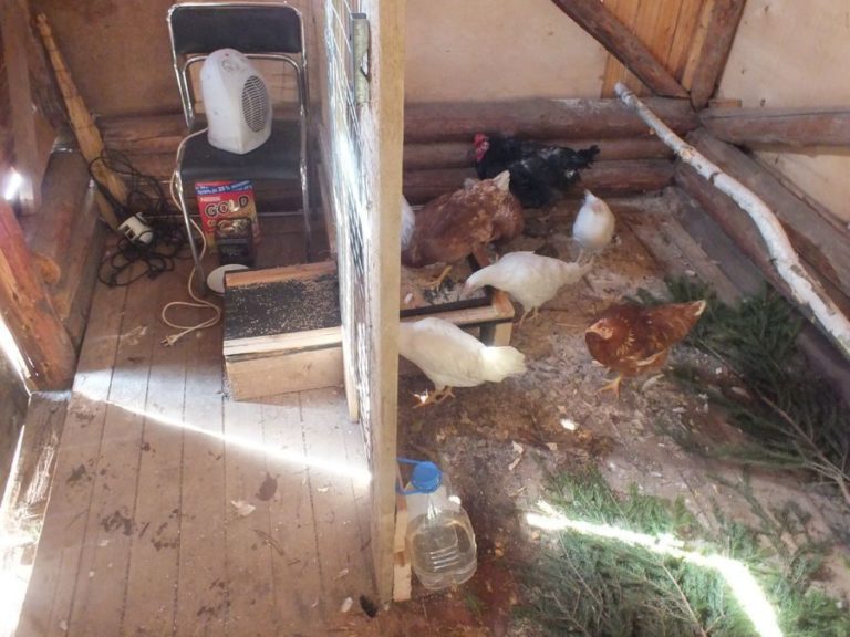 Comment isoler un poulailler pour l'hiver: options de chauffage et de maintien de la température