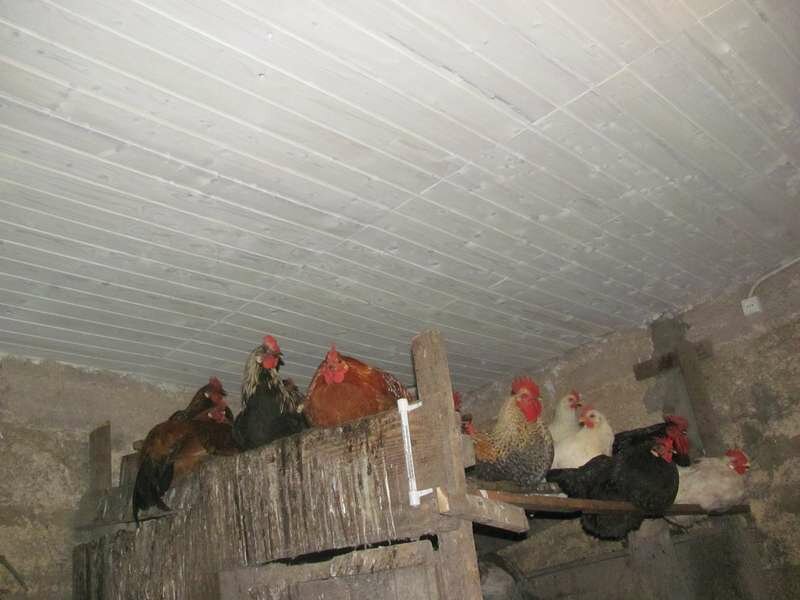 Quoi et comment le poulailler est-il isolé? instructions étape par étape + vidéo