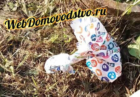 Quartier animé : pourquoi il ne faut pas détruire un nid de guêpes