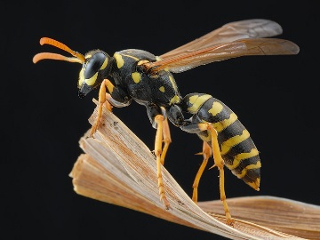 Quartier animé : pourquoi il ne faut pas détruire un nid de guêpes