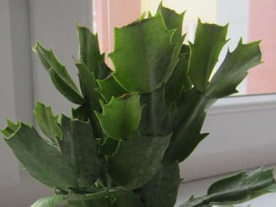 Comment obtenir une floraison abondante du Decembrist sans dépenser beaucoup d'efforts