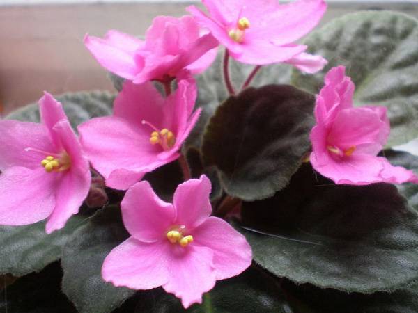 Pourquoi les violettes ne doivent pas être gardées à la maison : logique ou superstition ?