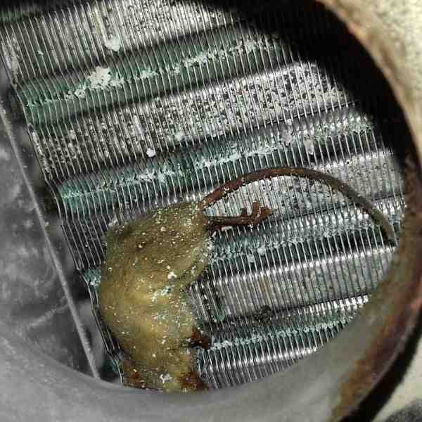 Codes d'erreur de la chaudière Baxi: que disent les codes à l'écran et comment résoudre les dysfonctionnements typiques