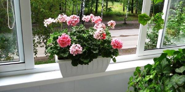 Géranium à la maison : ennemi dangereux ou plante inoffensive ?