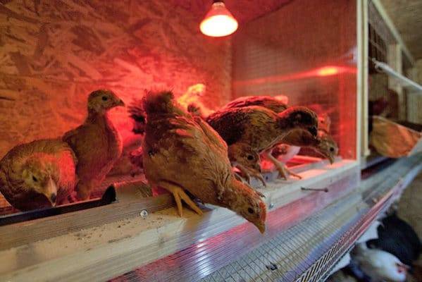 Appareils de chauffage pour chauffer les poulets dans les poulaillers
