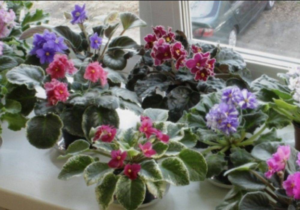 Pourquoi vous ne pouvez pas garder de cactus à la maison, surtout pour les filles célibataires : signes et faits