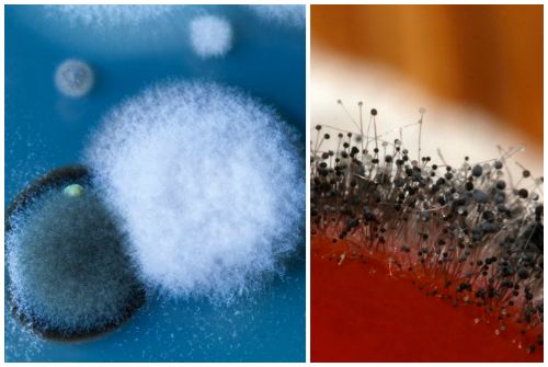 Comment éliminer les champignons dans la salle de bain: les meilleures méthodes folkloriques et professionnelles