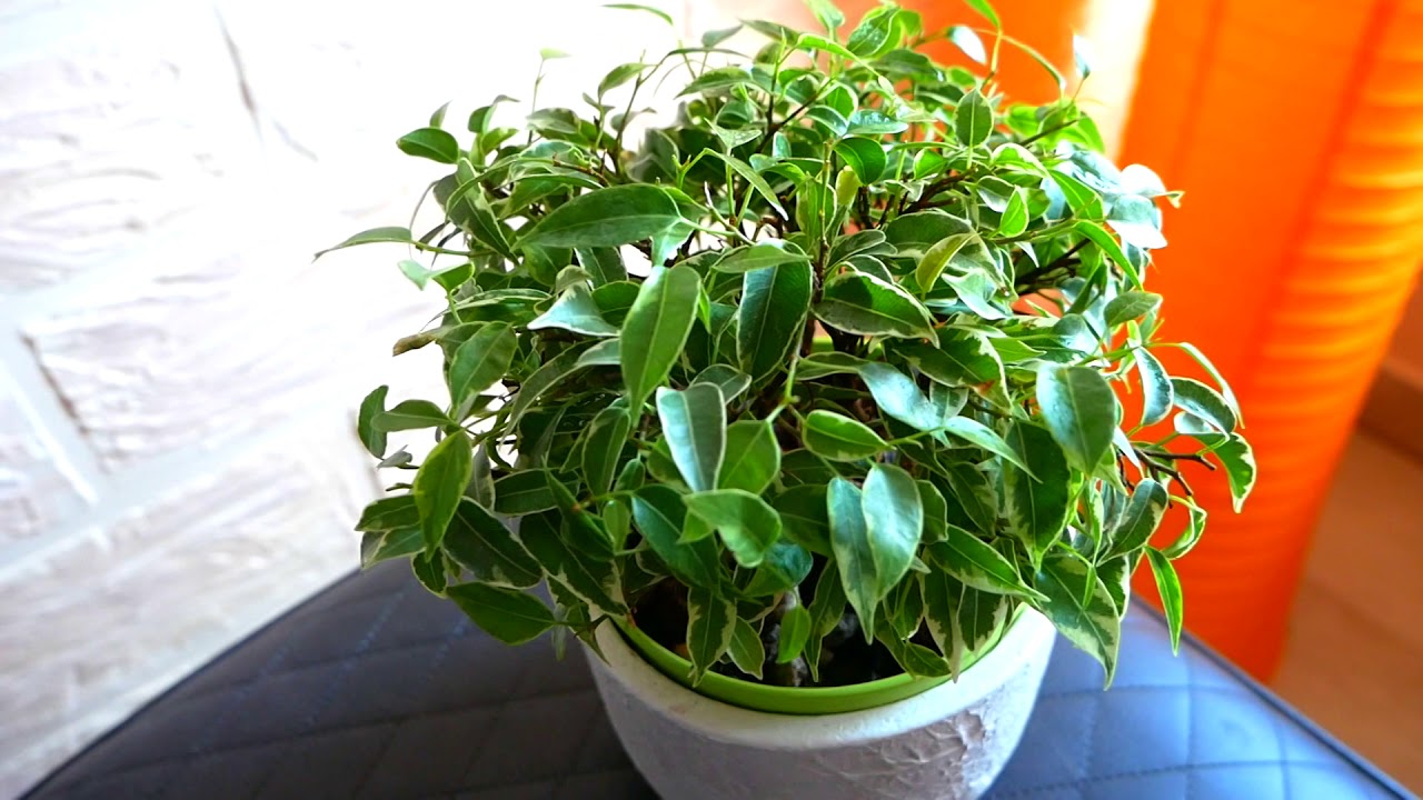 Pourquoi ne pouvez-vous pas garder un ficus à la maison ?