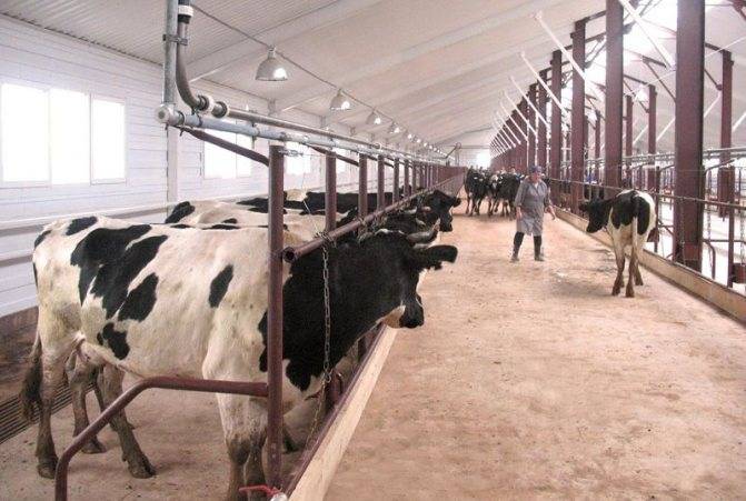 Ventilation de grange à faire soi-même: types de systèmes, taux de renouvellement d'air + procédure d'aménagement du système