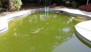 Comment choisir un aspirateur de piscine : les dix meilleurs modèles + ce qu'il faut rechercher avant d'acheter