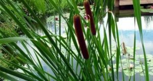 Pourquoi vous ne pouvez pas garder les roseaux à la maison : signes et bon sens