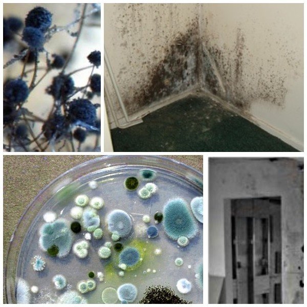 Qu'est-ce que la moisissure noire dangereuse dans la maison pour le corps humain et comment s'en débarrasser