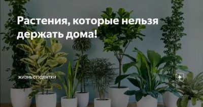 Pourquoi ne pouvez-vous pas garder les violettes à la maison ?