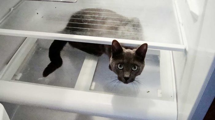 Comment se débarrasser une fois pour toutes des mauvaises odeurs dans le réfrigérateur