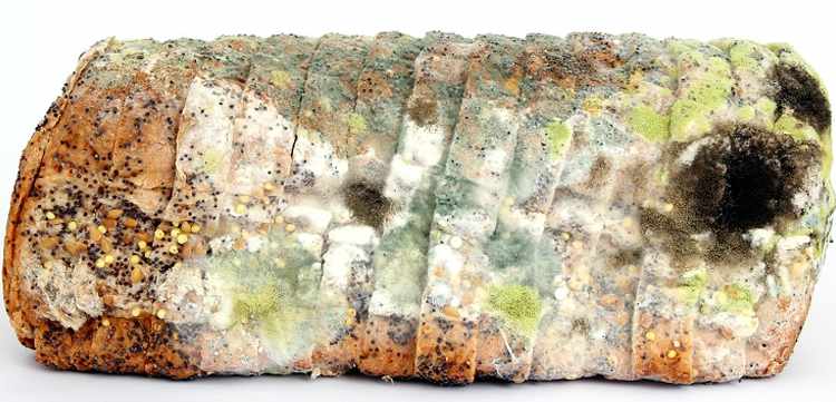 Qu'est-ce que la moisissure noire dangereuse dans la maison pour le corps humain et comment s'en débarrasser