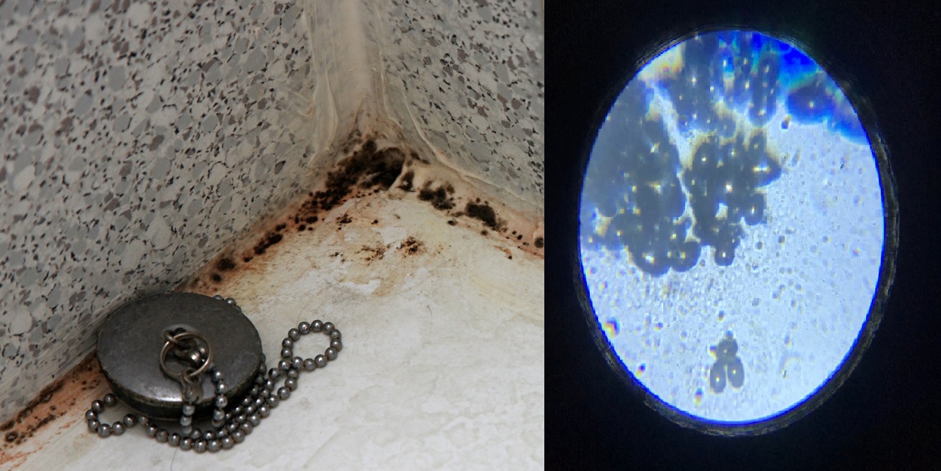 Champignons et moisissures - causes et risques pour la santé