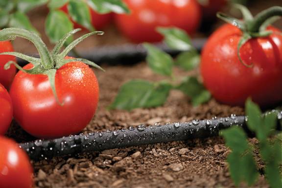Choisir une pompe d'irrigation goutte à goutte