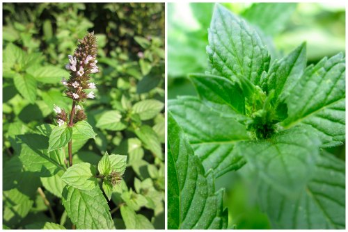 4 conseils pour utiliser la menthe pour garder votre maison fraîche