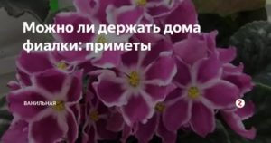 Est-il possible de garder des violettes à la maison: avantages et inconvénients, tous les signes folkloriques