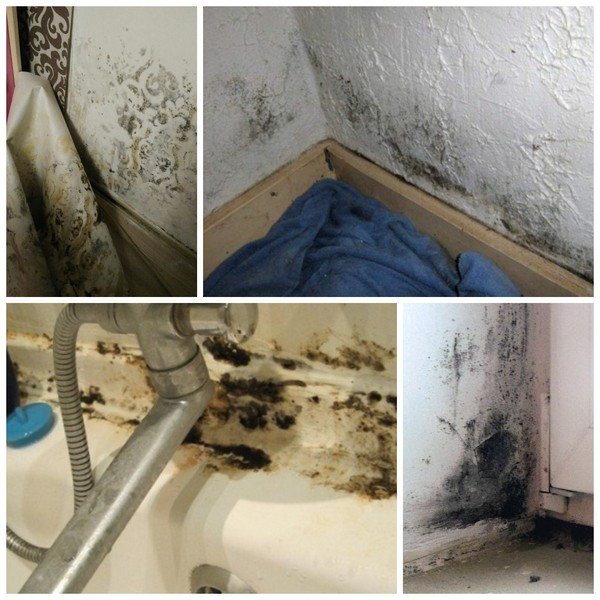 Qu'est-ce que la moisissure noire dangereuse dans la maison pour le corps humain et comment s'en débarrasser