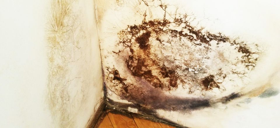 Qu'est-ce que la moisissure noire dangereuse dans la maison et comment s'en débarrasser