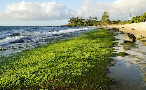 Comment fabriquer du biocarburant de vos propres mains