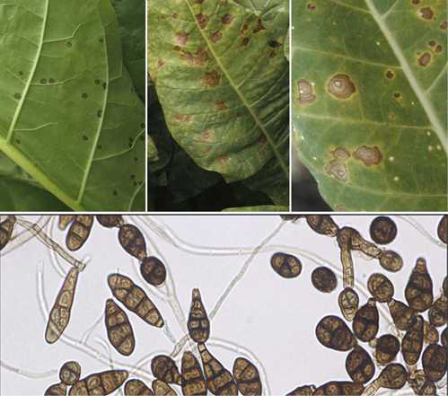 Qu'est-ce que la moisissure noire dangereuse dans la maison pour le corps humain et comment s'en débarrasser