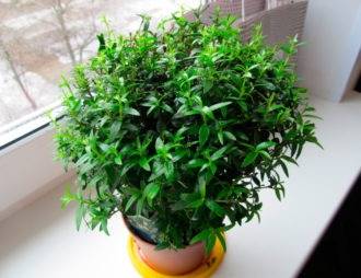 Pourquoi vous ne pouvez pas garder les roseaux à la maison : signes et bon sens